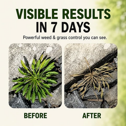 🔥2026 SALE Fast-Acting Natural Weed & Grass Killer Spray✨